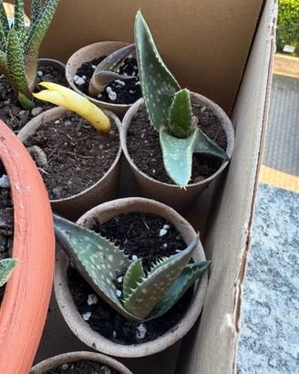 Aloe di diverse specie