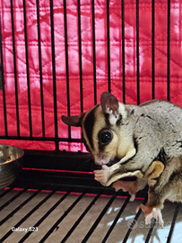 Patauro dello zucchero