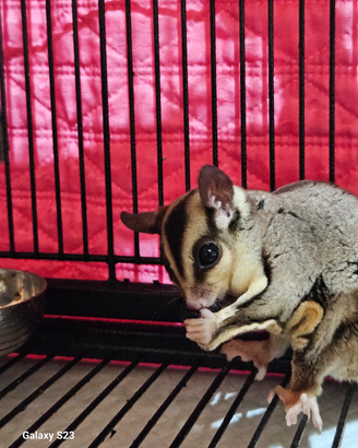 Patauro dello zucchero