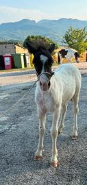 cavallo 