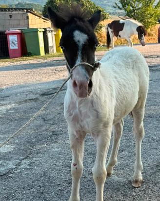 cavallo 