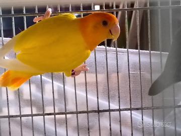 Coppia roseicollis