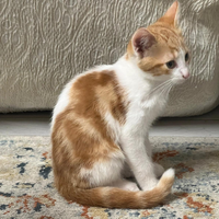 Cucciolo di gatto