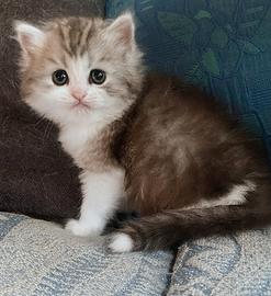 Gattino persiano normotipo