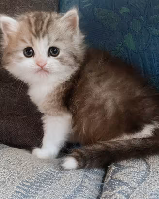 Gattino persiano normotipo