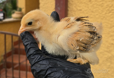 Brahma di vari colori