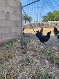 Gallo Cemani