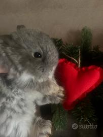 Conigli nani minilop