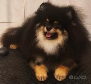 Spitz tedesco nano Pomerania 