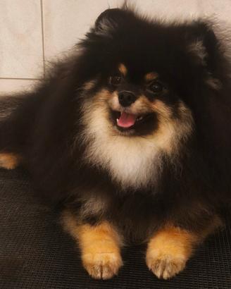 Spitz tedesco nano Pomerania 