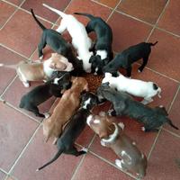 Cuccioli di amstaff