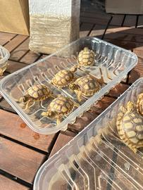 Baby Sulcata