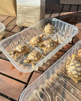Baby Sulcata