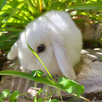 Coniglio nano ariete