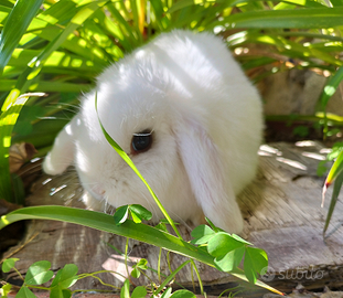 Coniglio nano ariete