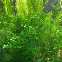 Fontinalis duriaei, muschi e piante per acquario