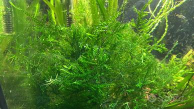 Fontinalis duriaei, muschi e piante per acquario