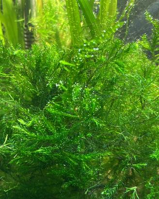 Fontinalis duriaei, muschi e piante per acquario