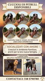 Animali