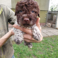 Cuccioli Lagotto romagnolo da tartufo e compagnia