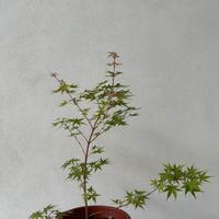 Acero palmato