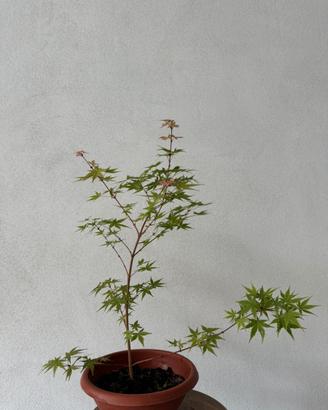 Acero palmato