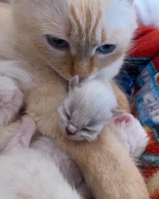 Annunciamo la nascita di 6 Cuccioli Siberiani