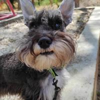 Accoppiamento schnauzer mini maschio