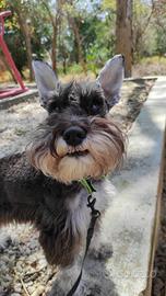 Accoppiamento schnauzer mini maschio