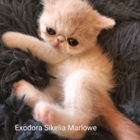 Persiano Americano Exotic Shorthair