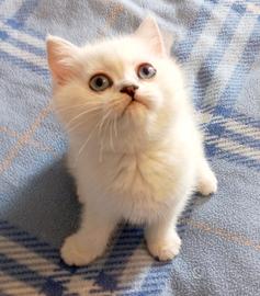 Maschietto British shorthair