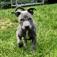 American Pitbull Terrier blue nose