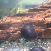 Neritina lumaca e guppy femmina