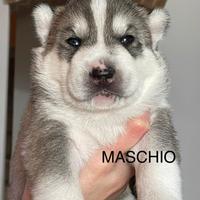 Cuccioli siberian husky