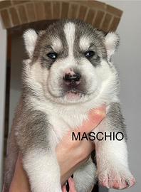 Cuccioli siberian husky