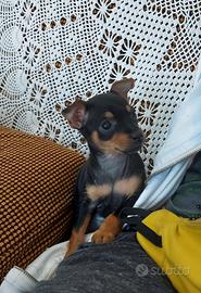 Cuccioli pinscher nano