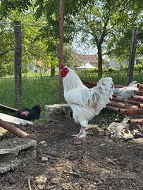 Maestoso Gallo Giovane (11 mesi)
