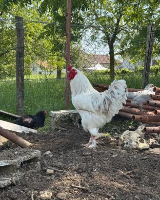 Maestoso Gallo Giovane (11 mesi)