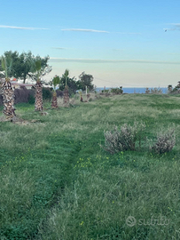 Terreno fronte spiaggia ciammarita