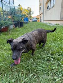 Cane nero