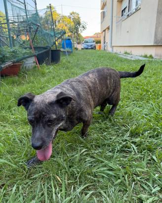 Cane nero