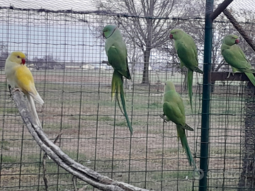 Parrocchetti dal collare femmine