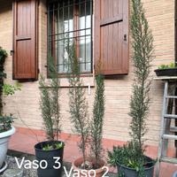 Piante di cipresso toscano altezze varie 