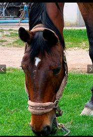Cavallo mezza fida