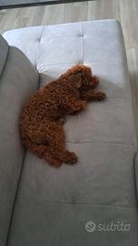 Barboncino Toy/Nano disponbile per accoppiamento