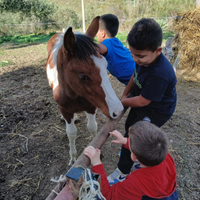 Puledro paint - appendix