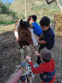 Puledro paint - appendix