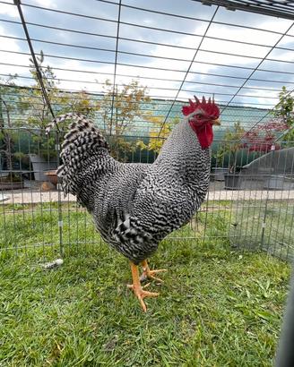Gallo Amrock