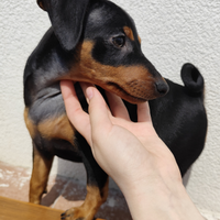 Cuccioli di Zwergpinscher