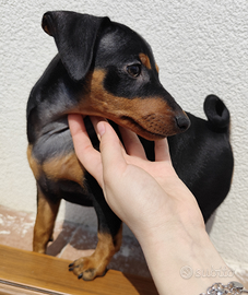 Cuccioli di Zwergpinscher